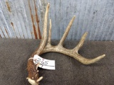 5 point Whitetail Shed with 10 7/8