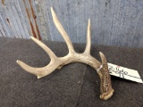 5 Point Whitetail Shed With Extras