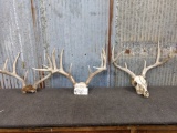 3 Whitetail Racks on skull & skull plate