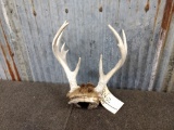 Mini Palmated Whitetail Rack On Skull Plate