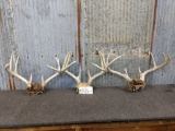 3 8 Point Whitetail Racks On Skull Plate