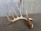 5 Point Clean Typical Whitetail Shed