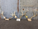 3 Smaller Whitetail Racks On Skull Plate