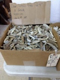 26.6lbs Whitetail Brow Tine Cuts Grade A 1200 + Pcs