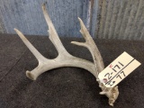 4 Point Whitetail Shed With Palmated Split Brow Lots Of Character