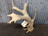 Palmated non typical Whitetail Shed with big base 