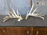 High 200 Class Whitetail Sheds Lots Of Character