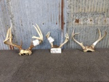 3 Whitetail Racks on skull plate