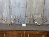 3 Mule Deer Racks On Skull Plate