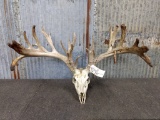 High 200 Class Whitetail Rack On Skull 28.5