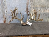 Big Whitetail Rack On Skull With Velvet