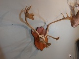 Caribou Rack On Plaque