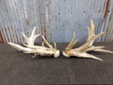 Set of non typical Whitetail preserve sheds right 111