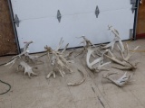 32 Pounds Of Big Whitetail Sheds Including 6 Self Standing Pieces Great For Crafts