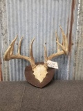 5x5 whitetail sheds on plaque