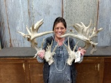High 200 class Whitetail Sheds