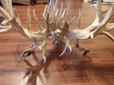 Huge Whitetail Skull With An Official SCI Score Of 491