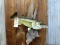 Big Fish Eating A Little Fish Real Skin Mount Largemouth Bass On Driftwood
