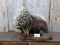 Big Full Body Mount African Porcupine On Habitat Base Great Piece