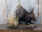 Full Body Mount African Porcupine On Habitat Base Great Piece