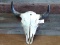 Large Herd Bull Buffalo Skull Professionally Cleaned Whitened 23