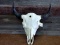 Large Herd Bull Buffalo Skull Professionally Cleaned Whitened 24