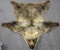 Beautiful B/C Interior Grizzly Bear Rug Measures 72
