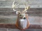Nice 5x5 Typical Whitetail Shoulder Mount Nice Clean Mount