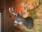 6x5 Whitetail shoulder mount