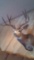 5x5 mule deer shoulder mount dark antlers good looking mount 