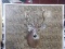 5x5 Whitetail Shoulder Mount Gnarly Antlers With Flyers On Both Sides