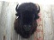 BIG Herd Bull Buffalo Shoulder Mount THICK SHAGGY Fur GREAT Mount