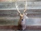 Shoulder Mount Sika Deer