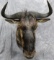 African Blue Wildebeest Brand New shoulder mount,