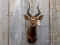 African Nyala Shoulder Mount Horns Are Removable For Easy Shipping