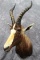 Brand New African Blesbok Shoulder Mount Right turn, 16 inch horns.