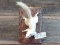  Vintage Albino Full Body Mount Squirrel 9