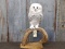 REPRODUCTION Full Body Mount Snow Owl Realistic Looking Piece