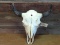 Large Herd Bull Buffalo Skull Professionally Cleaned Whitened 23