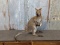 Full Body Mount Wallaby Hard To Find Piece Nice Clean Mount