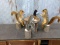 4 Full Body Mount Squirrels Playing Poker On A Rustic Wood Table