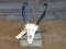 Antelope Skull Professionally Cleaned Whitened 12