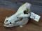  Wild Boar Skull