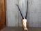 African Gemsbok Skull Professionally Cleaned Detachable