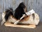 Full Body Mount Skunk In A Birch Bark Canoe New Mount