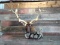 Shoulder Mount Elk Huge 7x9 Non Typical Antlers Brow Tines