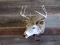 4x4 Whitetail Shoulder Mount Sneek Pose Nice Clean Mount