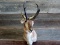 Pronghorn Antelope Shoulder Mount Ivory Tip Big Horns