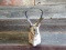 Vintage Pronghorn Antelope Shoulder Mount Big Horns