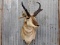 Pronghorn Antelope Shoulder Mount Right Turn Pose